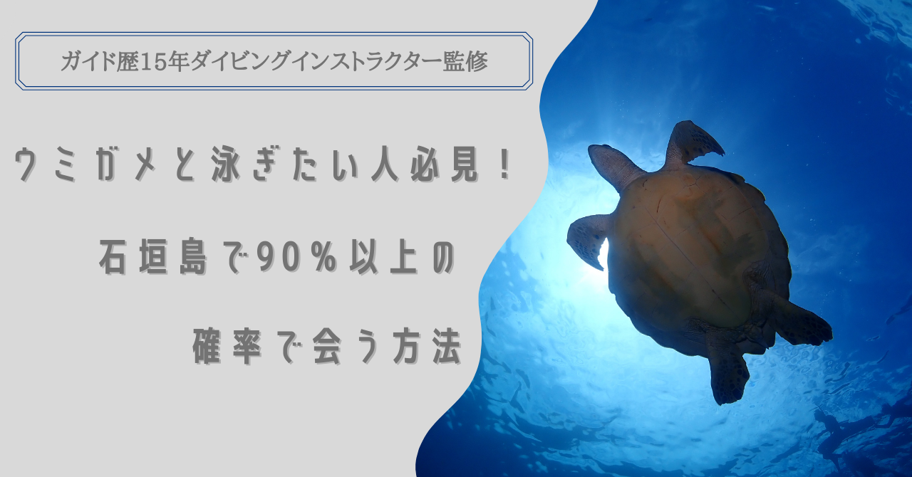 2022年最新版】石垣島でウミガメと泳ぐ方法【遭遇率は90％以上】